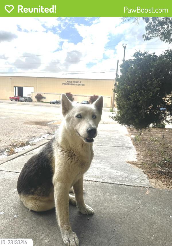 Reunited Female Dog last seen Murphy and Williams Odessa TX, Odessa, TX 79763