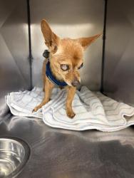 Shelter Stray Male Dog last seen Near BLOCK S 4144 W, WEST VALLEY CITY UT 84120, 4522 W 3500 S, West Valley City, UT 84120, USA