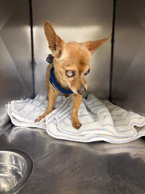 Shelter Stray Male Dog last seen Near BLOCK S 4144 W, WEST VALLEY CITY UT 84120, 4522 W 3500 S, West Valley City, UT 84120, USA
