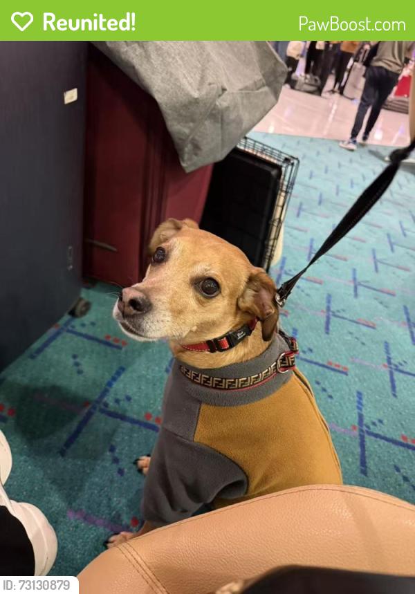 Reunited Male Dog last seen Community Center (The Hindu Temple), Queens, NY 11355