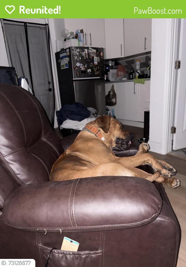 Reunited Male Dog last seen Michigan Av and Mill Slough Rd, Kissimmee, Kissimmee, FL 34744