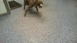 Shelter Stray Female Dog last seen CHARLOTTE, 8315 Byrum Dr, Charlotte, NC 28217, USA