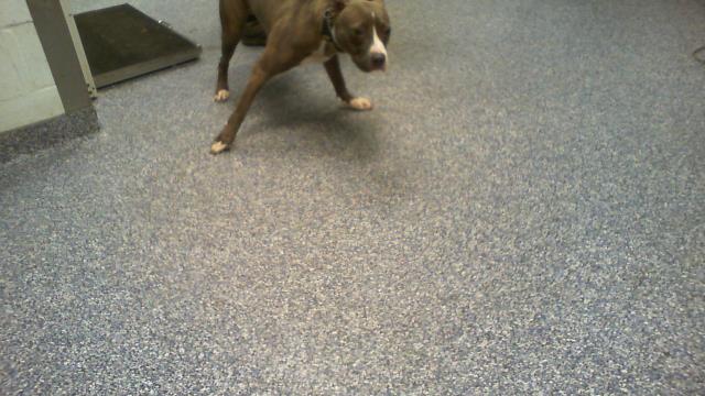 Shelter Stray Female Dog last seen CHARLOTTE, 8315 Byrum Dr, Charlotte, NC 28217, USA