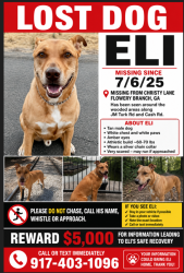 Reunited Male Dog last seen He’s been spotted all up and down Cash Rd, Flowery Branch, GA 30542