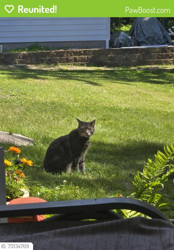 Reunited Male Cat last seen Piehl road and Summerfield, Temperance, MI 48182