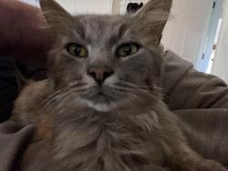 Lost Male Cat last seen Lake chaweva, Cross Lanes, WV 25313