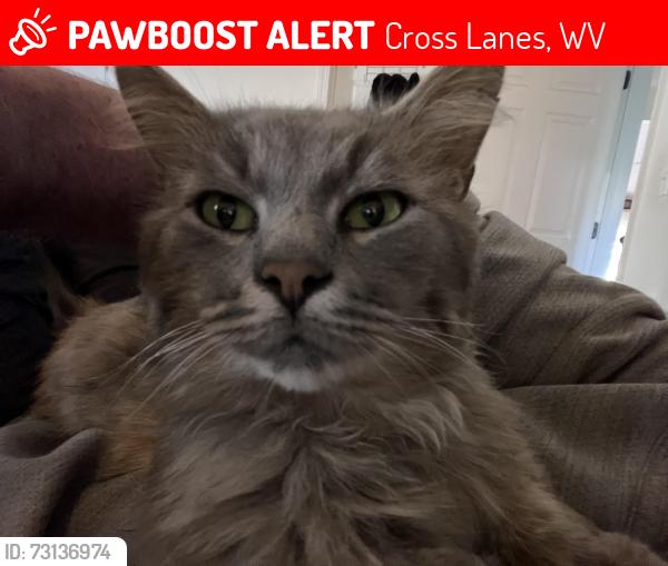 Lost Male Cat last seen Lake chaweva, Cross Lanes, WV 25313