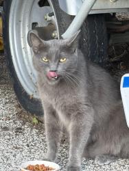Found/Stray Male Cat last seen Laketon and getty, Muskegon, MI 49442