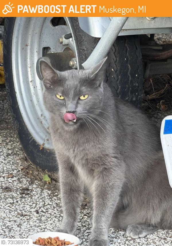 Found/Stray Male Cat last seen Laketon and getty, Muskegon, MI 49442