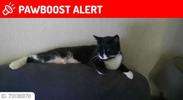 Lost Male Dog last seen City Rd, Liverpool, Walton, England L4 6XD