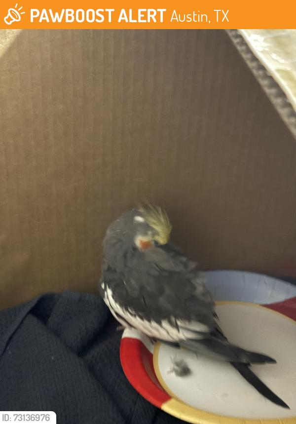 Found/Stray Unknown Bird last seen Santa Maria st, Austin, TX 78702