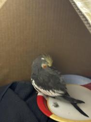 Found/Stray Unknown Bird last seen Santa Maria st, Austin, TX 78702