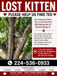 Lost Male Cat last seen Near manomet ct, Schaumburg, IL 60173