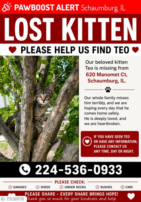 Lost Male Cat last seen Near manomet ct, Schaumburg, IL 60173