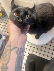 Reunited Male Cat last seen Rice st and Como ave, Saint Paul, MN 55103