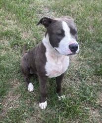 Reunited Male Dog last seen Near Quaker Rd (Hwy 80), Gibson, GA 30810