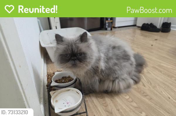 Reunited Male Cat last seen Wilshire and airport freeway, Euless, TX 76040