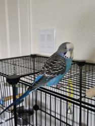 Lost Male Bird last seen MESA rd and Broadway dr, Mesa, AZ 85204