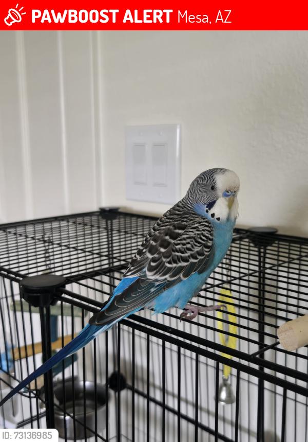 Lost Male Bird last seen MESA rd and Broadway dr, Mesa, AZ 85204