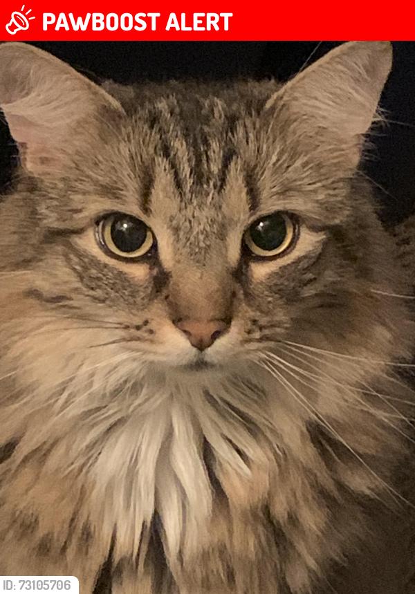 Lost Male Cat last seen Maryland sve, New Castle County, DE 19805