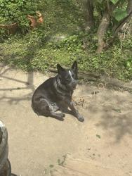 Lost Male Dog last seen Across from Murphys Gas station, Sevierville, TN 37862