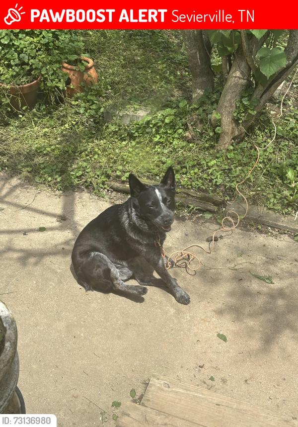 Lost Male Dog last seen Across from Murphys Gas station, Sevierville, TN 37862