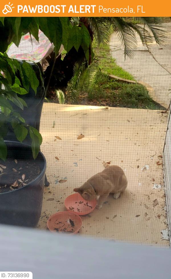 Found/Stray Unknown Cat last seen B and Lakeview, Pensacola, FL 32501