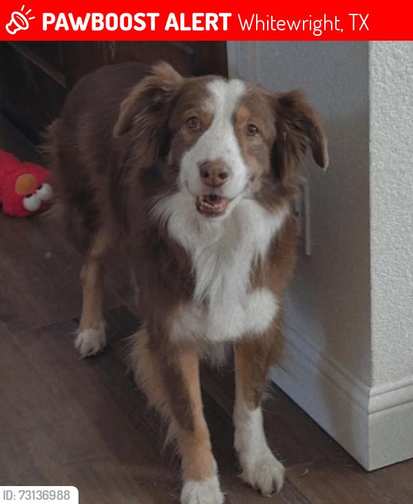 Lost Male Dog last seen Rose hill, joe reynolds, Andy Thomas, Whitewright, TX 75491