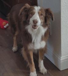 Lost Male Dog last seen Rose hill, joe reynolds, Andy Thomas, Whitewright, TX 75491
