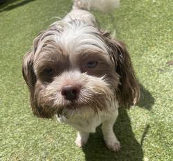 Reunited Male Dog last seen Fayetteville Rd, Atlanta, GA 30316
