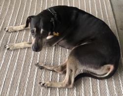 Reunited Male Dog last seen Tinker St, Timothy Ave, Port Charlotte, FL 33948