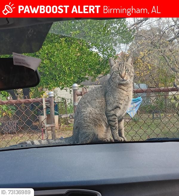 Lost Female Cat last seen Pike Ave, Birmingham, AL 35208