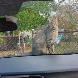 Lost Female Cat last seen Pike Ave, Birmingham, AL 35208