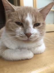 Lost Male Cat last seen Leawood crt and lockheart, St. Catharines, ON L2T 1W8