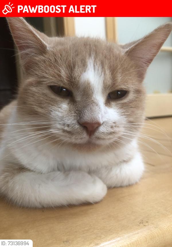 Lost Male Cat last seen Leawood crt and lockheart, St. Catharines, ON L2T 1W8