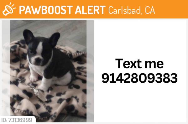 Found/Stray Female Dog last seen Legoland California, Carlsbad, CA 92011