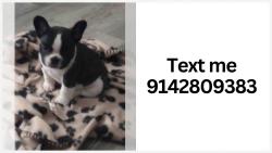 Found/Stray Female Dog last seen Legoland California, Carlsbad, CA 92011
