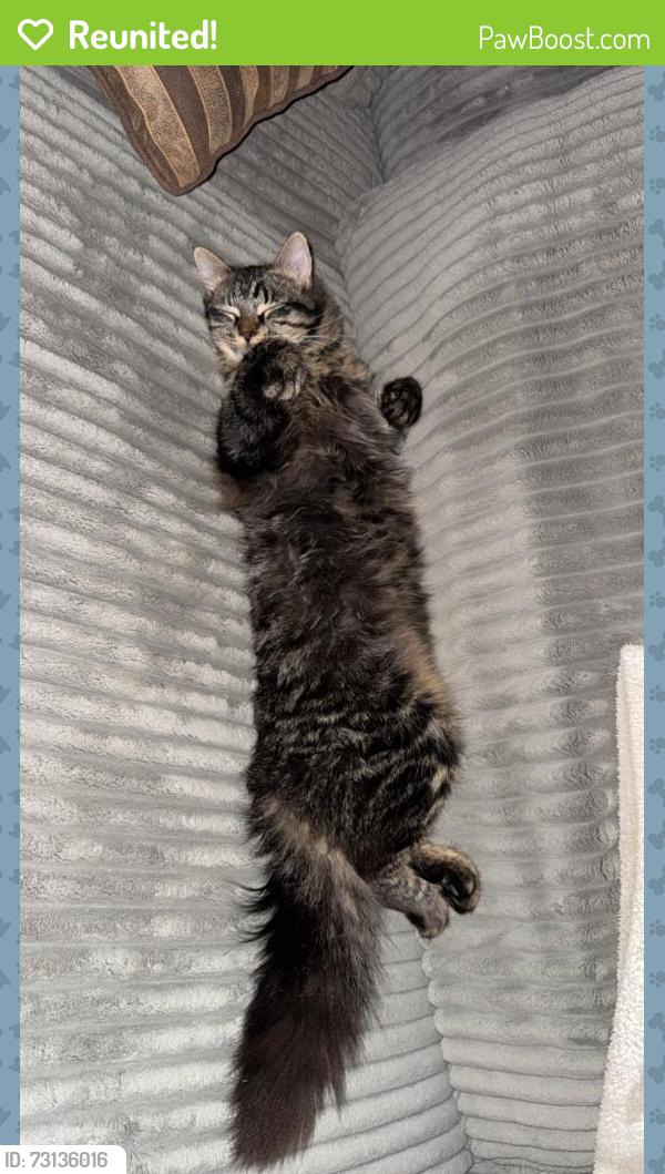 Reunited Male Cat last seen Near albert ct, Denver, CO 80221