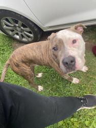 Reunited Male Dog last seen Country Kitchen, Dallas, NC 28034