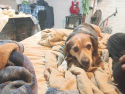 Reunited Male Dog last seen Near Cherokee, Johnson City, TN 37604