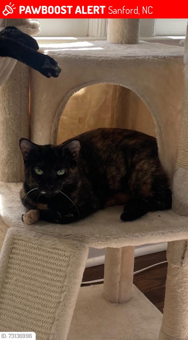 Lost Female Cat last seen Spring lane, Horner Blvd, Sanford, NC 27330