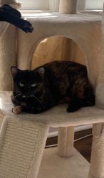 Lost Female Cat last seen Spring lane, Horner Blvd, Sanford, NC 27330