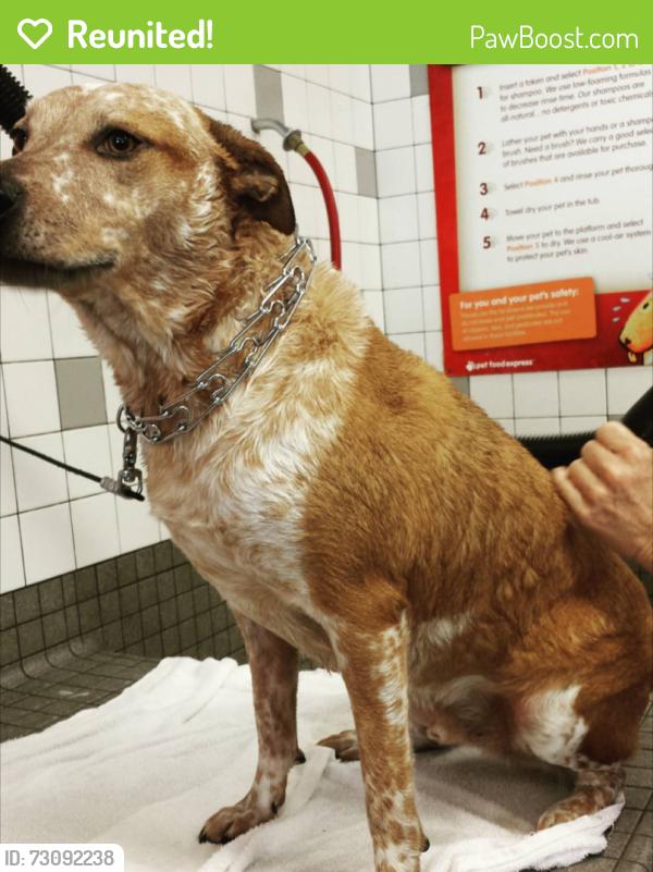 Reunited Male Dog last seen California seasons neighborhood, Pittsburg, CA 94565