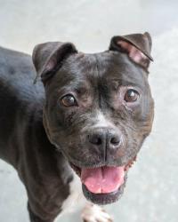 Shelter Stray Female Dog last seen Near Natchez Trail Conley, 30288, 30288, GA, 3280 Chamblee Dunwoody Rd, Chamblee, GA 30341, USA