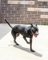 Shelter Stray Female Dog last seen Near Biffle Rd Stone Mountain GA 30088, 30088, GA, 3280 Chamblee Dunwoody Rd, Chamblee, GA 30341, USA