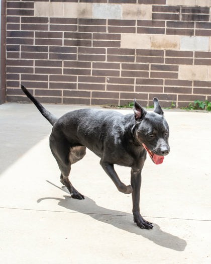 Shelter Stray Female Dog last seen Near Biffle Rd Stone Mountain GA 30088, 30088, GA, 3280 Chamblee Dunwoody Rd, Chamblee, GA 30341, USA