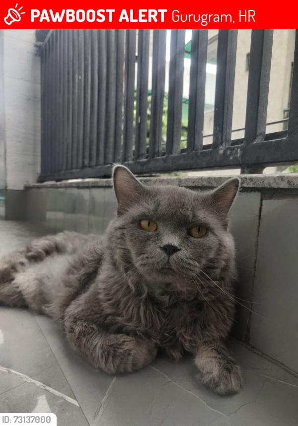 Lost Male Cat last seen Afgan Resturent, Gurugram, HR 