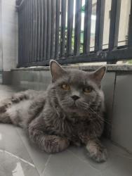 Lost Male Cat last seen Afgan Resturent, Gurugram, HR 
