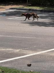 Found/Stray Unknown Dog last seen In parking lot, hiding under cars for shade, Memphis, TN 38018