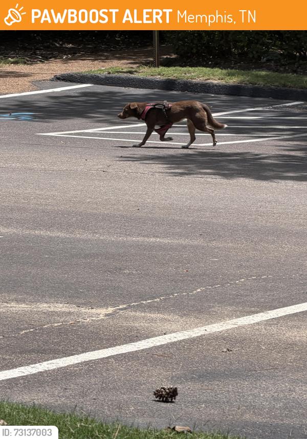 Found/Stray Unknown Dog last seen In parking lot, hiding under cars for shade, Memphis, TN 38018